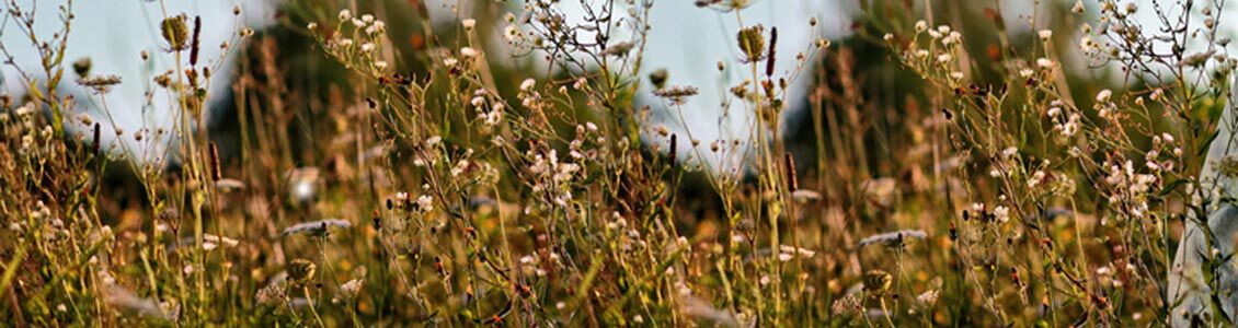wild grasses